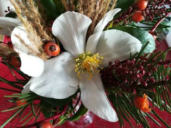 High angle view of white flowering plant