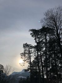 Low angle view of silhouette tree against sky at sunset