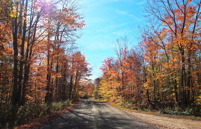 Road amidst trees during autumn