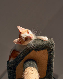 Close-up portrait of a cat looking away
