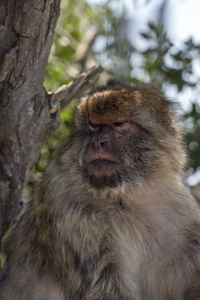 Close-up of monkey looking away