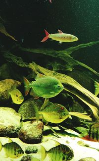 Close-up of fish swimming in water