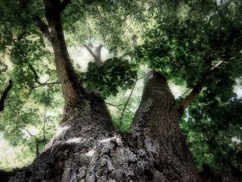 Close-up of tree trunk in forest