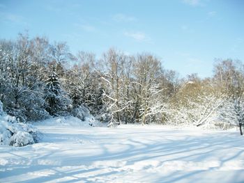 Bare trees on snow covered field against sky