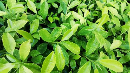 High angle view of wet plant leaves