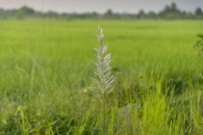 View of stalks in field