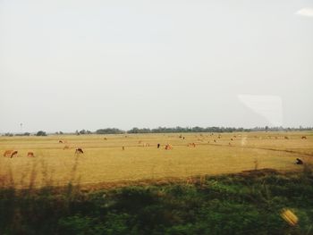 Scenic view of agricultural field against clear sky