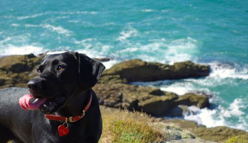 Close-up of dog in sea