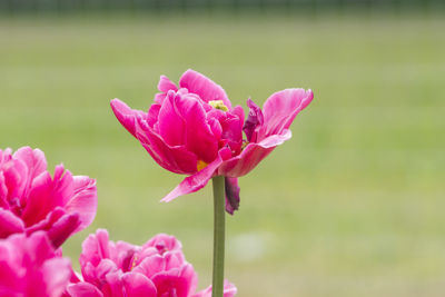 Close-up of pink flowers blooming outdoors