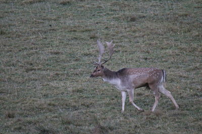 Deer standing in a field