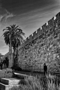 Palm trees and plants against wall