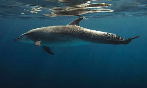 Dolphin swimming in sea