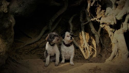 Portrait of dogs sitting on a tree