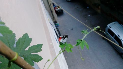 Close-up of insect on plant