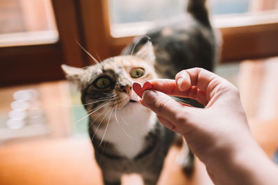 Close-up of hand holding cat