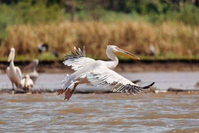 Bird flying over lake