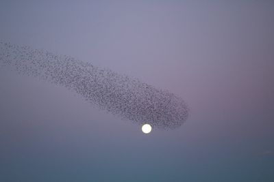 Low angle view of moon against clear sky at night