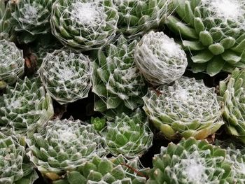 Full frame shot of succulent plants at market