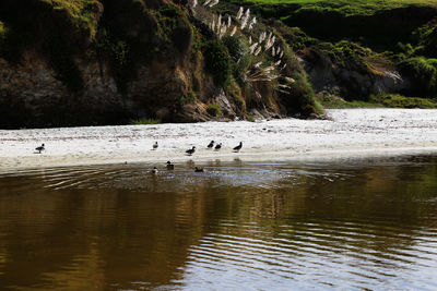 Birds flying over lake