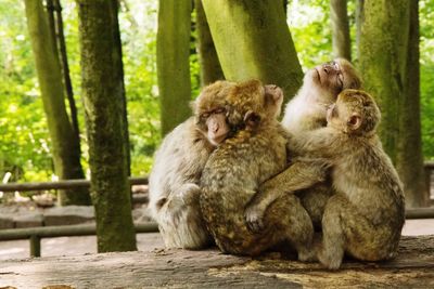 Monkey family sitting outdoors