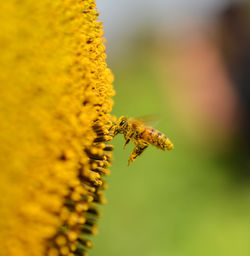 Close-up of insect on yellow flower