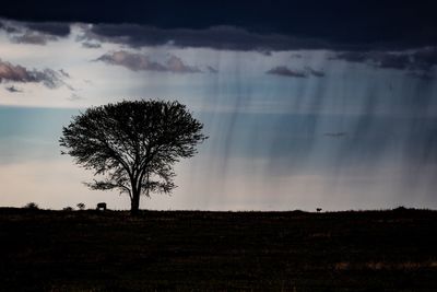 Silhouette tree on field against sky