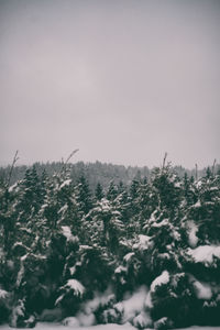 Plants growing on land against sky