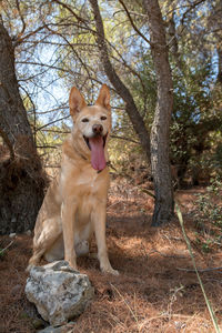 Portrait of a dog on the ground