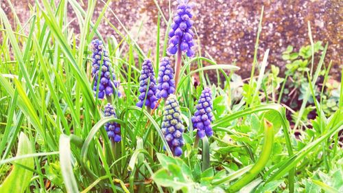 Close-up of purple flowering plants on field