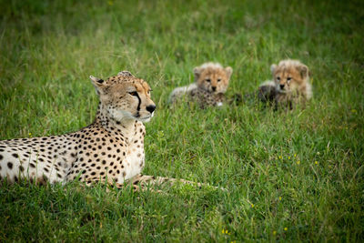 Close-up of cheetah lying beside two cubs