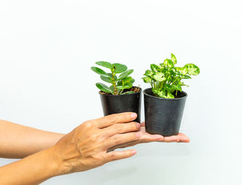 Midsection of woman holding potted plant against white background