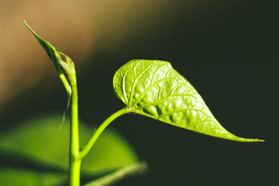 Close-up of fresh green plant against black background