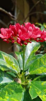 Close-up of red flowering plant