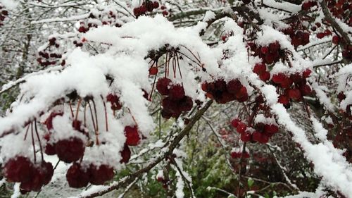 Snow covered trees