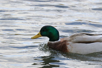 Close-up of duck swimming in lake