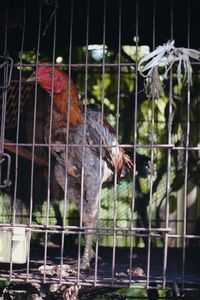 Close-up of bird in cage