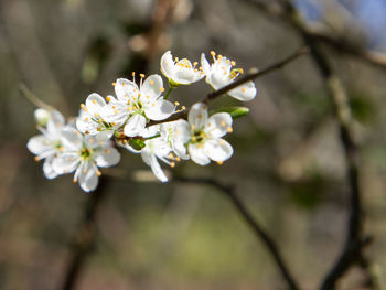 Close-up of white cherry blossoms in spring