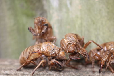 Close-up of crab