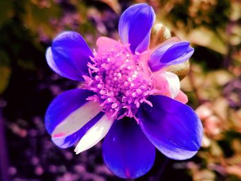 Close-up of purple flower blooming against blue sky