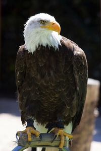 Close-up of eagle perching on feeder