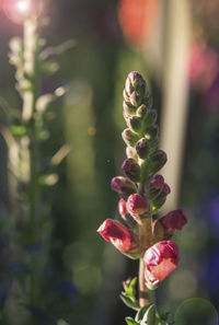 Close-up of pink flowering plant