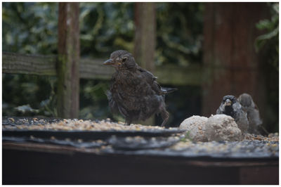 Close-up of birds perching