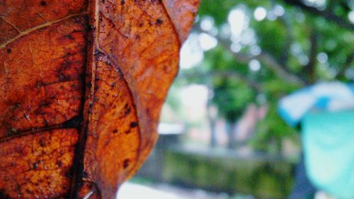 Close-up of leaves against blurred background