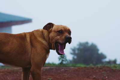 Dog looking away