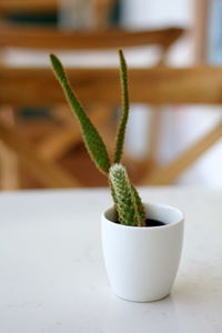 Close-up of potted plant on table