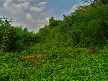 Scenic view of forest against sky