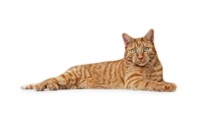 Portrait of cat lying on white background