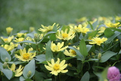 Close-up of yellow flowering plants