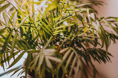 Close-up of potted plant