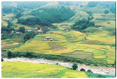 Scenic view of rice field